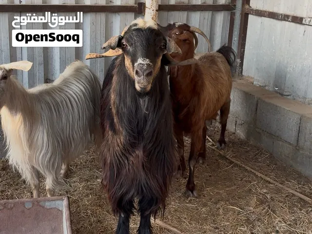 تيس الحوً ماشالله حار على الحلال نار