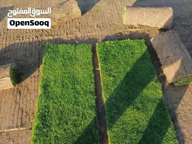 ثيل طبيعي توصيل كافه المحافضات