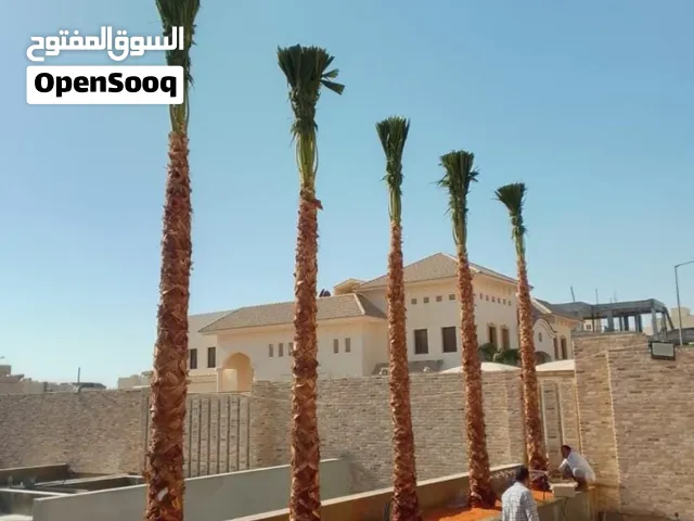 نخل واشنطني زينه امريكي جميع المقاسات