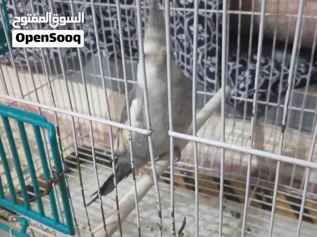 كالوبسيت واعر