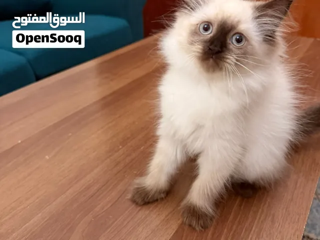 Pure Ragdoll kittens