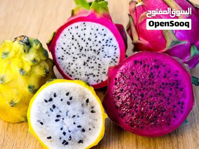 شتلات دراجون فروت فاكهة التنين الوان واطوال مختلفة