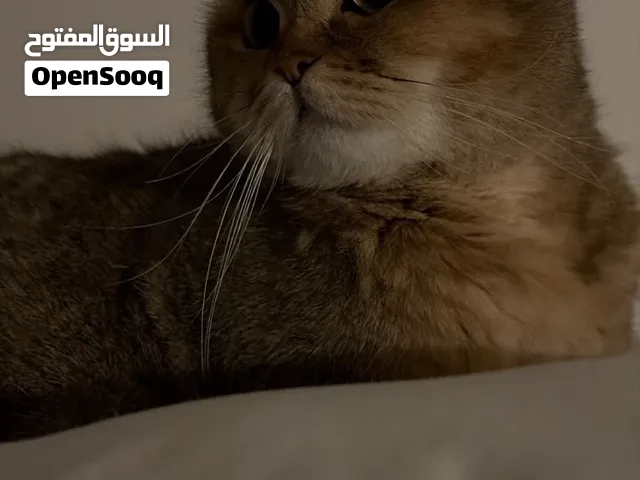 لولو قطه سكوتش فولد6000