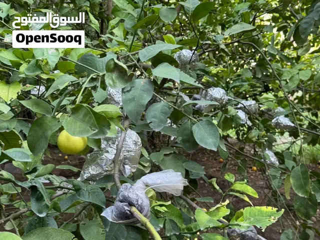 شجرة السفرجل العُماني مثمرة
