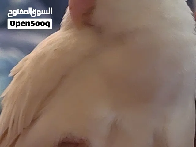 فيشر أبيض (ألبينو) أليف جداً - أنثى مضمونة + قفص ذهبي مميز