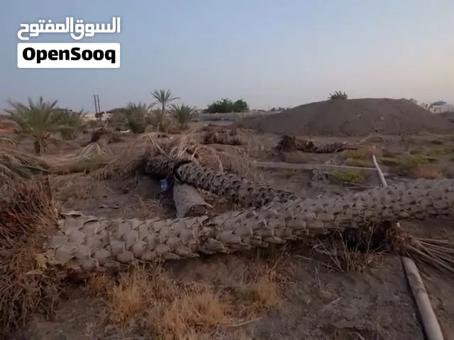 للبيع نخيل عدد 85 نخله تنفع للتنور او تشكيل كراسي واستخدامات عديده