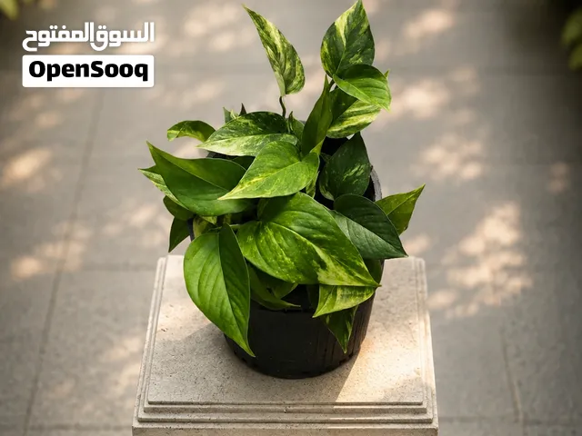 بوتس ذهبي بالجملة مباشرة من المنتج