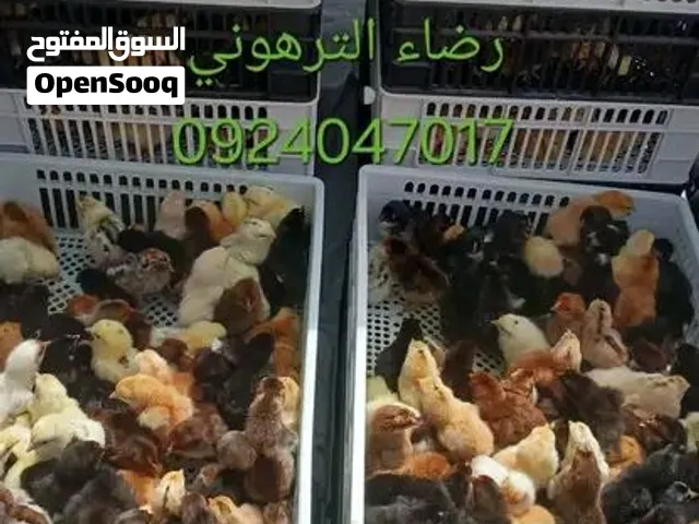 #نفتح باب الحجز لدفعة السبت القادم بااذن الله كتكوت عربي مخلط سلاله لاقوة الا بالله #العدد يوجد كمي