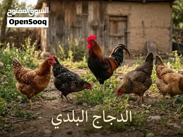 دجاج بلدي وصيصان بلدي وفري للبيع