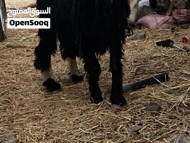 للبيع كبشان تهجين