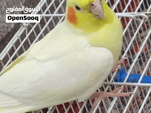 كوكتيل شكري عمر 4 اشهر متكلم متعلم على المرجوحه على اليد ومتعلم على الرقص السعر 50 وبي مجال