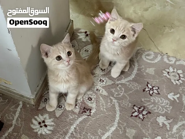 cute kittens for sale