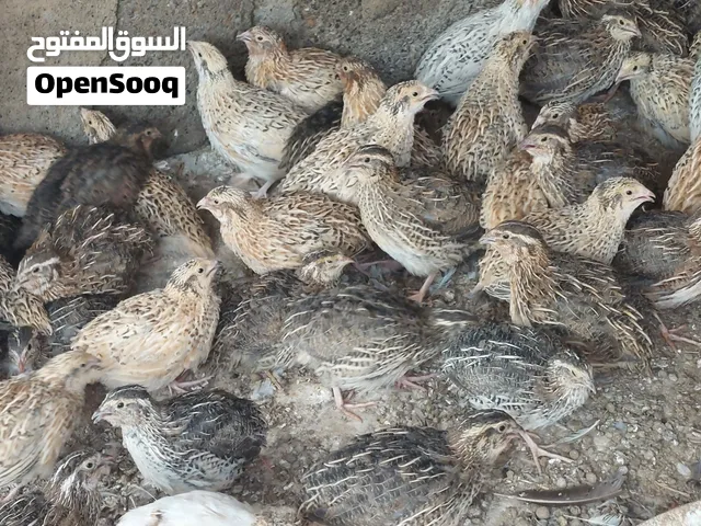 سمان للبيع اقرأ الوصف مهم جدا جدا