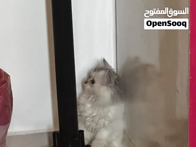 قطه شيرازي
