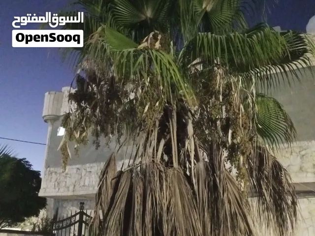 اشجار زينه نوع واشنطن
