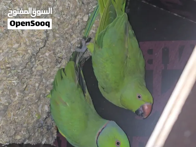 للبيع زوج درة هندي منتج