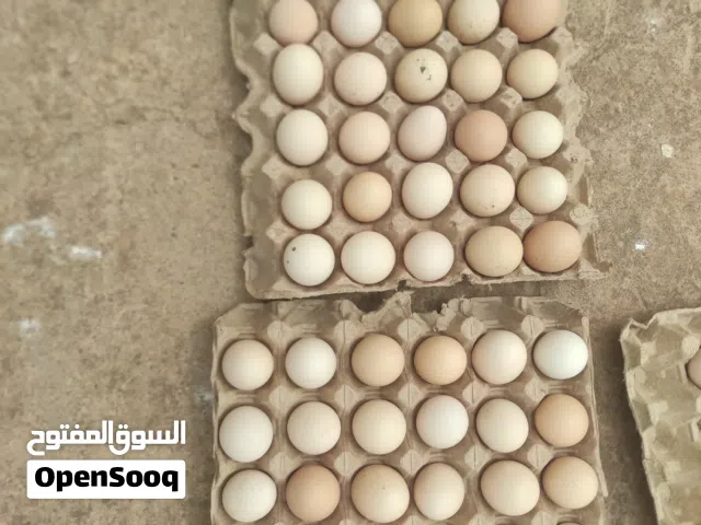 دحي عربي ممتاز جدا وماخصاب