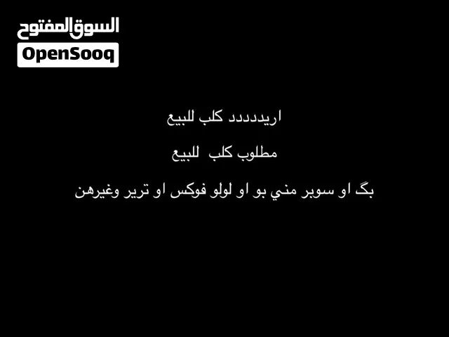 مطلوب كلب صغير للبيع غير مهجن