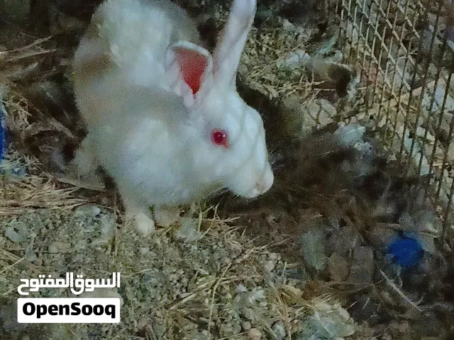 للبيع أرنب عماني أُنثى