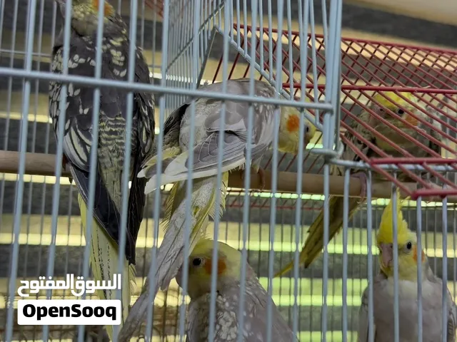 كروان ايزابيل الوصف
