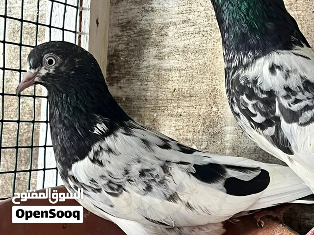 للبيع زوج رام بوري بيور