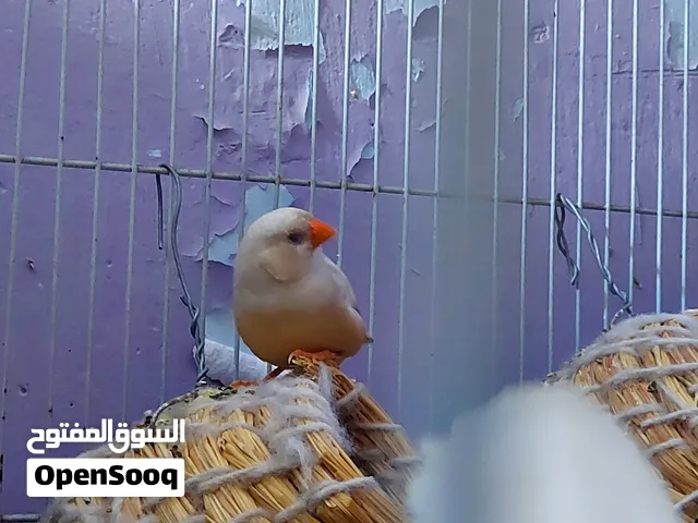 السلام عليكم زوج فناجس سوبر  جامبو جواهن بيض