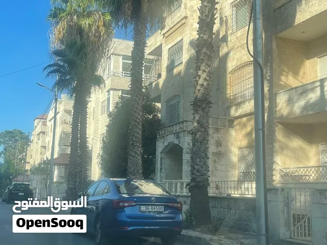 4 نخلات واشنطونيا بارتفاع يتراوح بين -0 امتار الى 13 متر