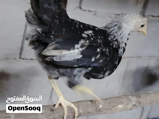 السلام عليكم ورحمة الله وبركاته  متاح ديوجه كويتي   العمر  شهرين   الصحه خير من الله مالات بيت سعر