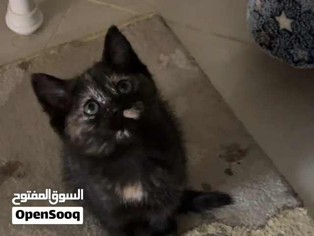 قطة للبيع ب 200 مع جواز تطعيماتها وعمرها 4 اشهر