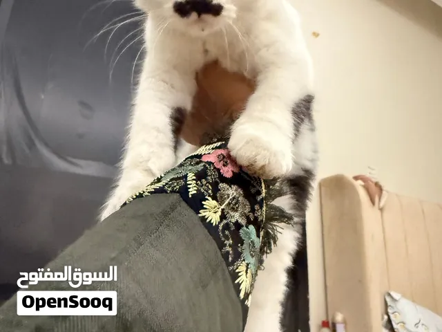 Persian/shirazi mix adoption