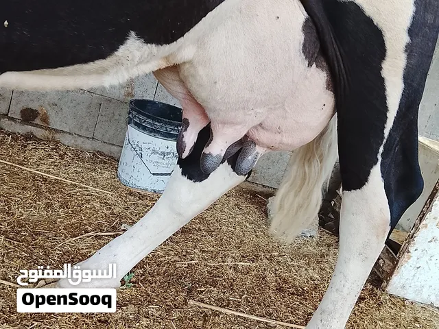 حيوانه ولاد جديد كافه شروط الجنـــــــــــــــي
