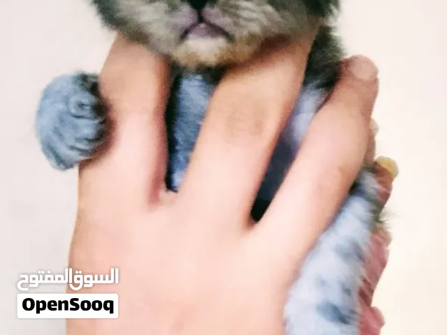 قطط شيرازي للبيع