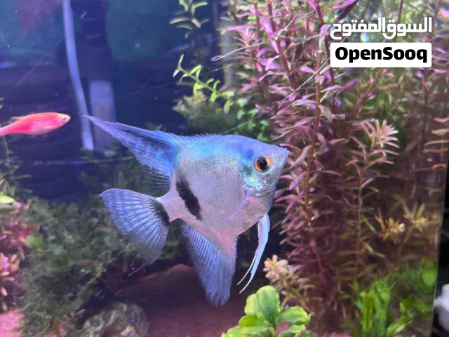 Smoky blue Angel fish for sale