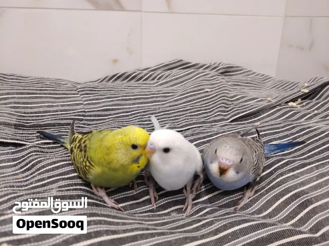 طيور البادجي للبيع من إنتاج الكويت