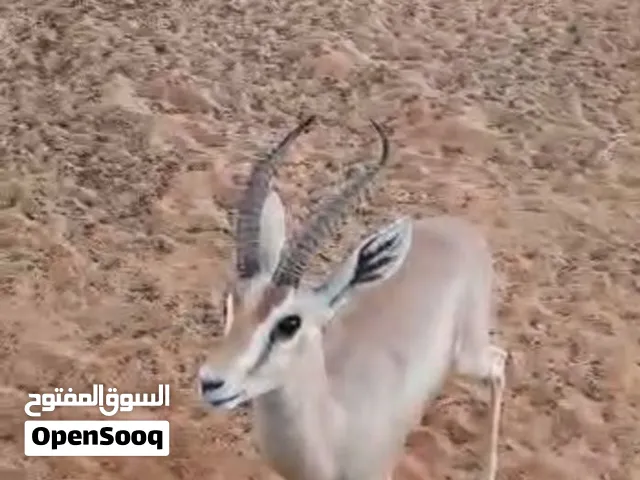 دكر وانثي غزال للبيع