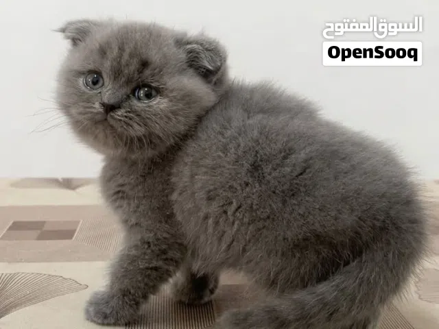 سكوتش فولد