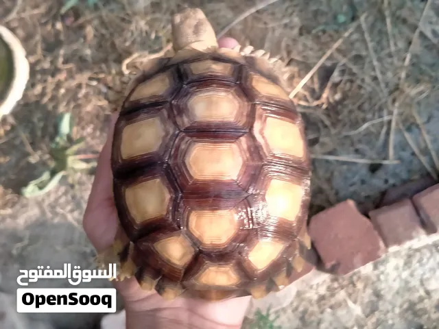 سلاحف السولكاتا ب 70 ريال لسلحفاتين