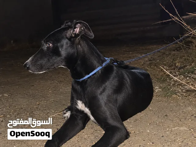 كلبة أنثى للبيع
