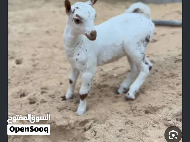 مطلوب بشكل عاجل مطلوب مواليد صلاليه