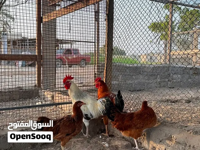 دجاج فرنسي