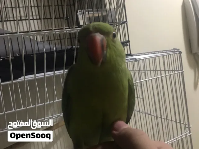 indian ringneck parrot