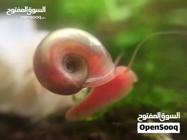 : حلزونات رامشورن الوردية