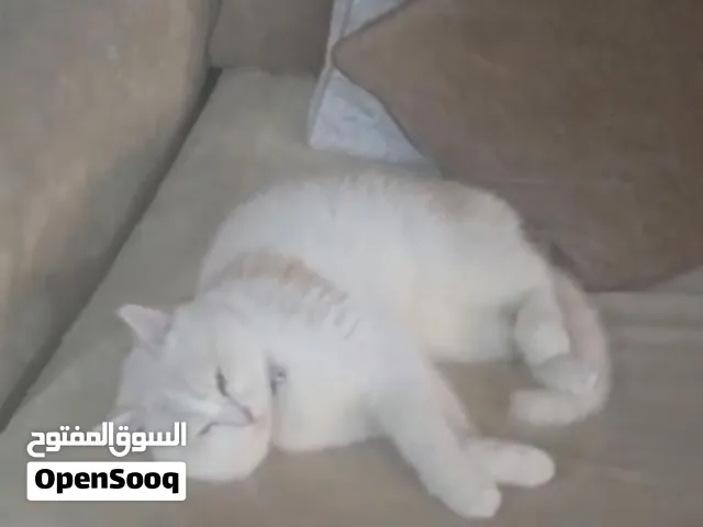 قط ابيض ذكر جميل عام ونصف