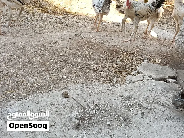 خمس ديوك فيومي