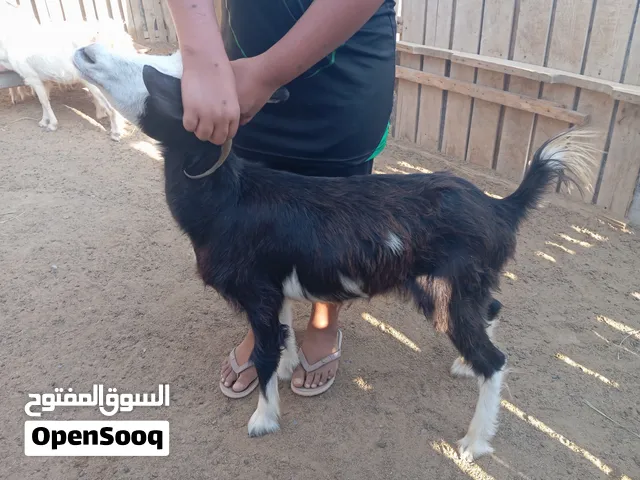 هوش للبيع العدد 2