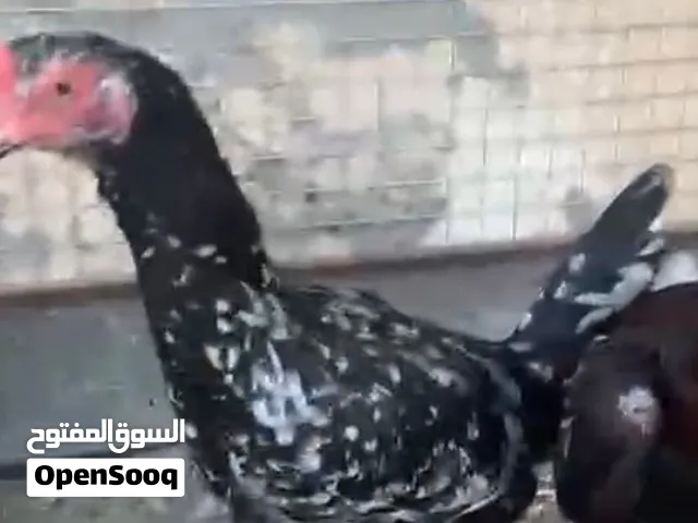 للبيع دجاجه بنجاب كراس تايلندي شوف وصف