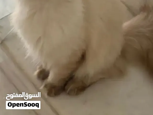 هملايا ذكر للبيع سعره 250