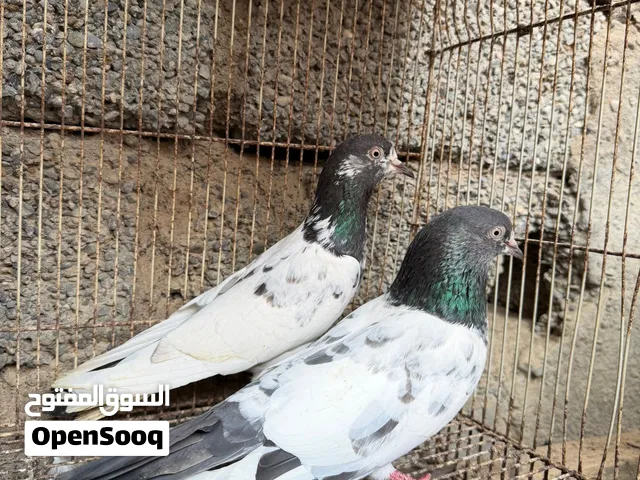 حمام طيار اموره طيبه