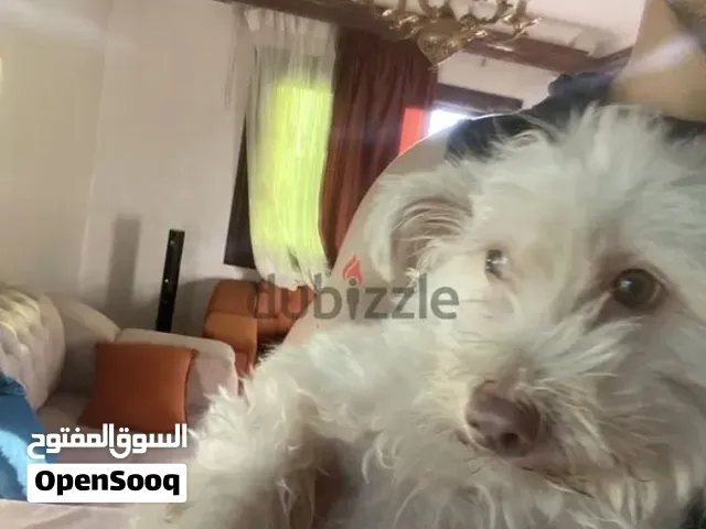 مطلوب كلب تبني