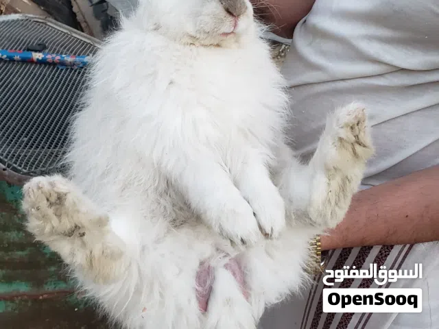 ارانب كعبول